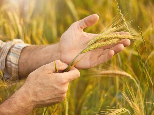 Área de trigo no RS deve superar 1 milhão de hectares no RS