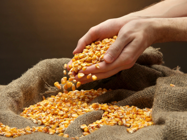 Decreto estadual adia cobrança de ICMS sobre importação de milho do Mercosul