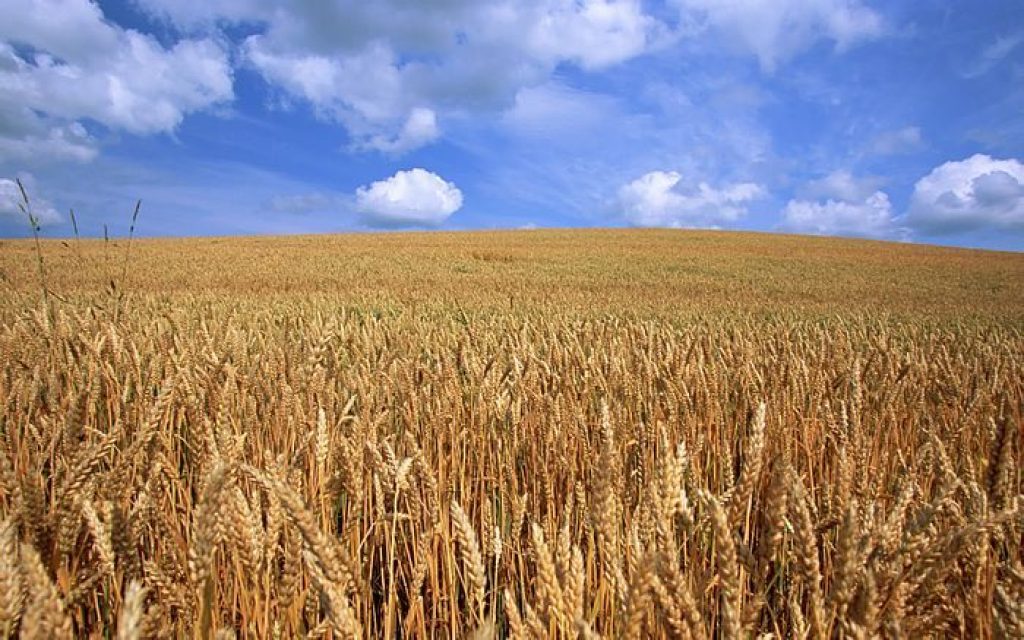 Conab promove reuniões no RS para atualizar custos do trigo, milho e soja