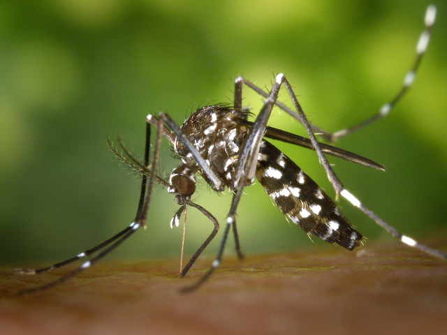 Período de calor e chuvas liga o alerta com relação à proliferação do Aedes Aegypti