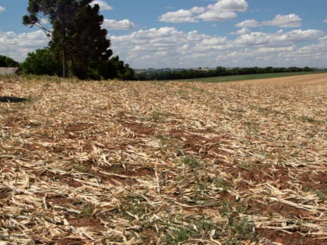 Presidente da Brasoja avalia condição da seca e do mercado agropecuário